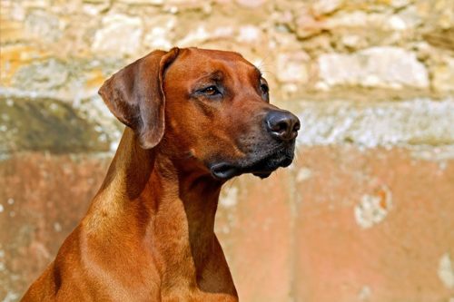 rhodesian ridgeback looking handsome