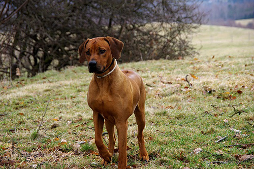 Rhodesian Ridgeback looking in the distance like he sees a lion