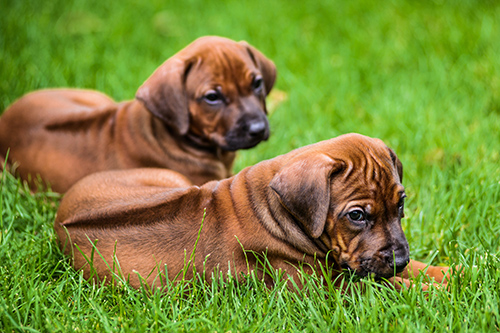 Two adorable Rhodesian Ridgeback puppies relaxing and enjoying the day