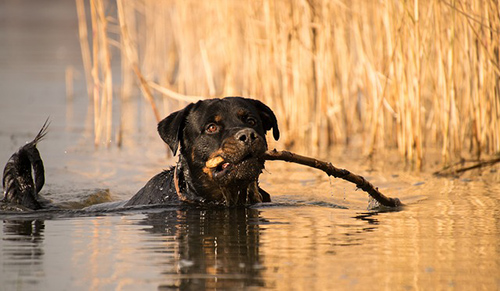Rottweiler dog swimming in a pond with a stick in its mouth