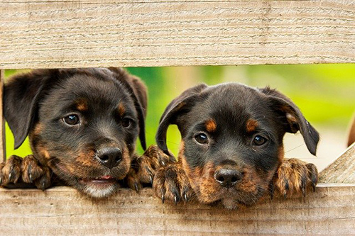 two adorable Rottweiler puppies looking through a fence