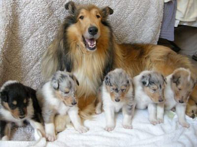 Five adorable rough collie puppies sitting on a blanket with their mother laying behind them