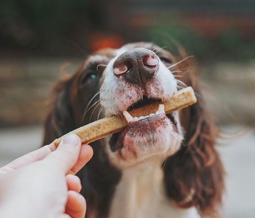 safe ingredients for dog treats