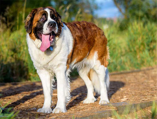 the saint bernard in its enviroment