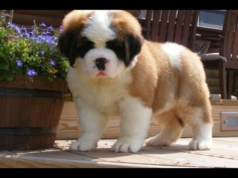 Cute and cuddly Saint Bernard puppy