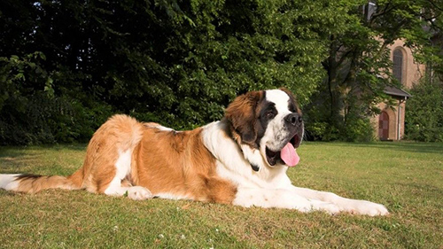 saint bernard laying down on the grass being lazy