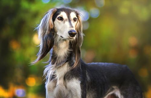 saluki dog looking off into the distance