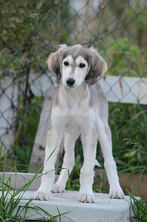 Saluki puppy standing with a fence and grass in the background