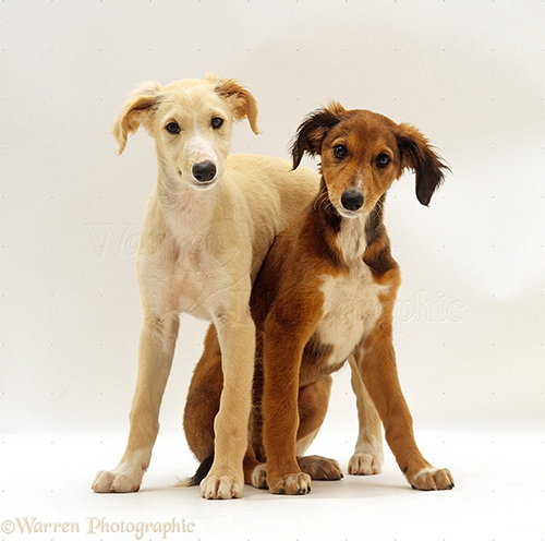 Two Saluki puppies behaving for pictures