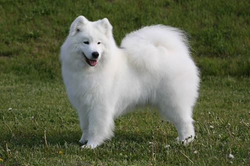 the beautiful Samoyed dog hanging out in the fields