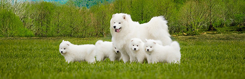 Samoyed mother with her 4 Samoyed puppies