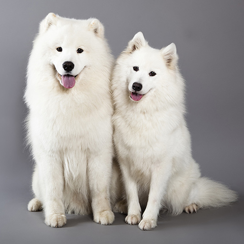 A male and female Samoyed sitting side by side like the perfect couple
