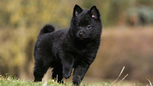 schipperke puppy looking adorable on a beautiful day