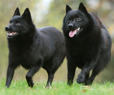 Two schipperke dogs running side by side