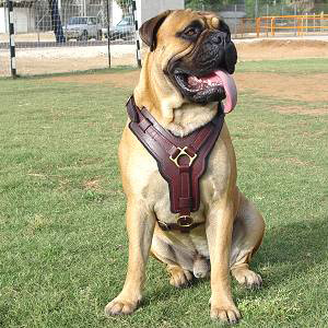 schutzhund tracking harness