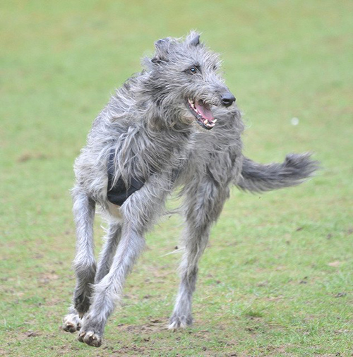 scottish deerhound height