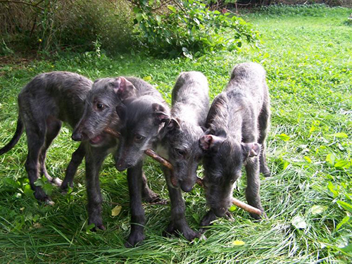scottish deerhound puppies