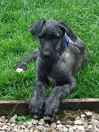 scottish deerhound rescue