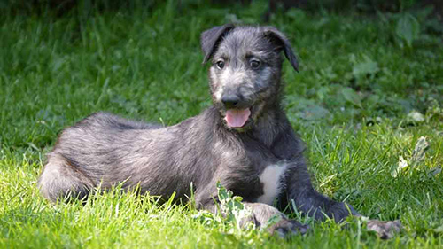 scottish deerhound temperament