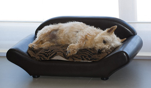 Scottish Terrier sleeping in its bed