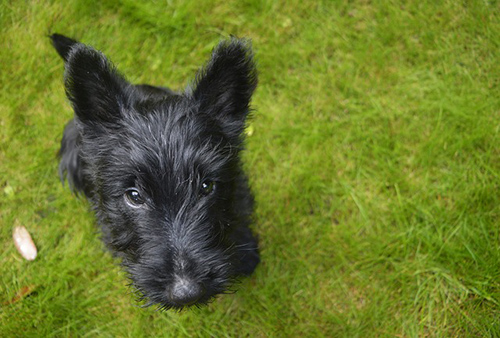 Scottish Terrier puppy sitting on grass and looking up at the camera with cute puppy dog eyes