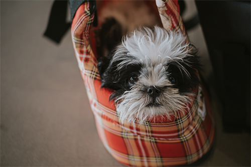 selecting a shih tzu puppy