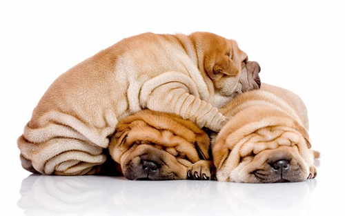 Three Shar-Pei puppies laying on top one another for warmth