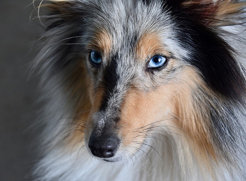 Shetland Sheepdog with beautiful eyes gazing at something