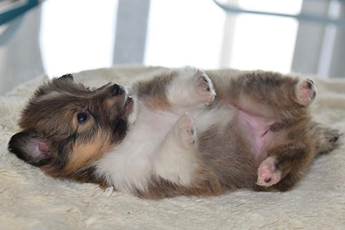 Shetland Sheepdog puppy laying on its back looking like it wants to play