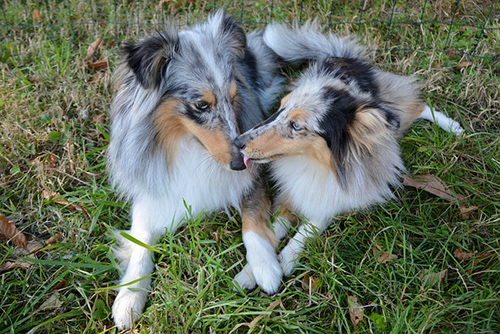 two Shetland Sheepdogs relaxing together