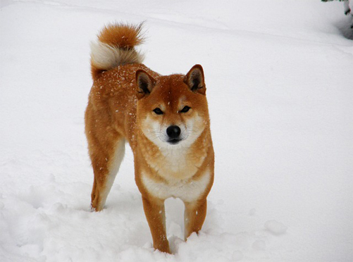 Shiba Inu enjoying the snow