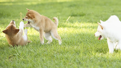 shiba inu puppies play fighting