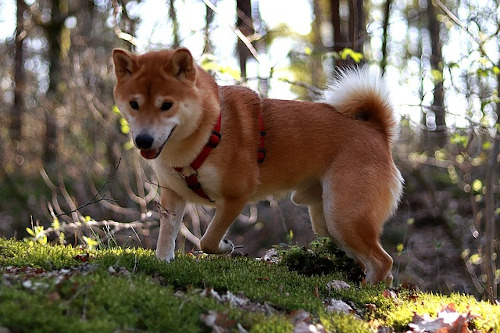 Shiba Inu Temperament