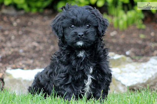 Black Shih Poo dog with white trim sitting in the grass on a hot summer day