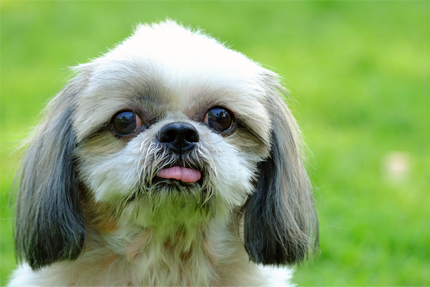 shih tzu training on potty pads