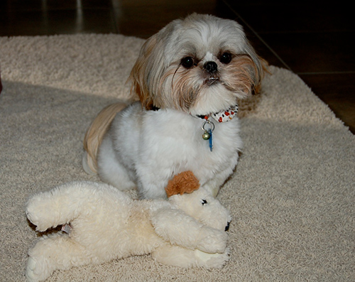 shih tzu and toys