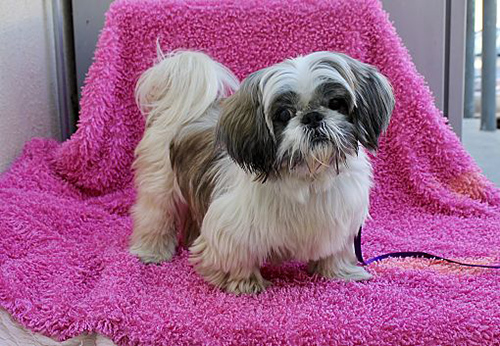 shih tzu adult dogs