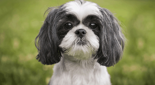 Shih Tzu ancestry