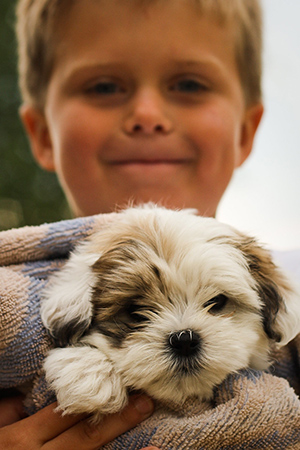 Child holding a Shih Tzu puppy