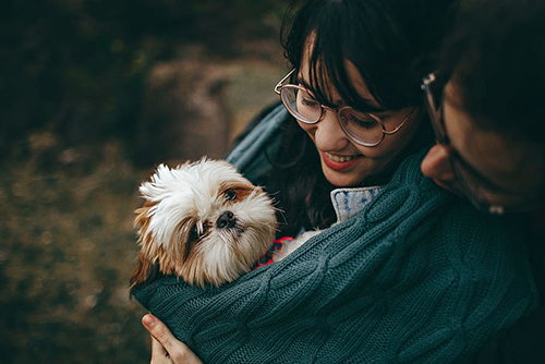 Shih Tzu and companionship