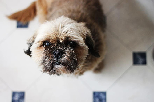 Shih Tzu and Labrador Retriever