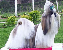 shih tzu breed standard