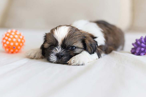 shih tzu breeder