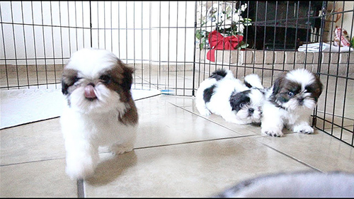 shih tzu breeder questions