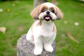 shih tzu breeders homes reviews