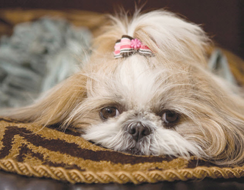 shih tzu breeders homes