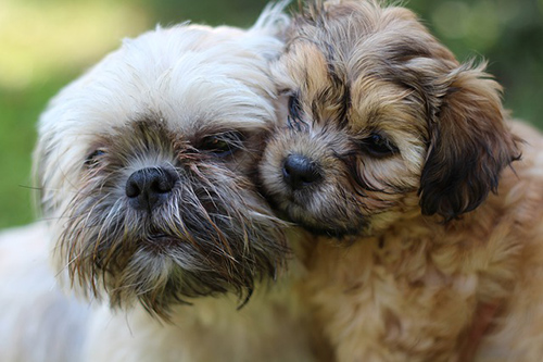 shih tzu breeders near me