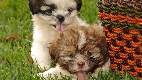 shih tzu breeders near me