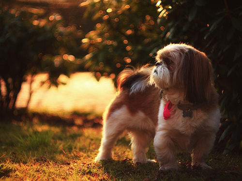 shih tzu care 101