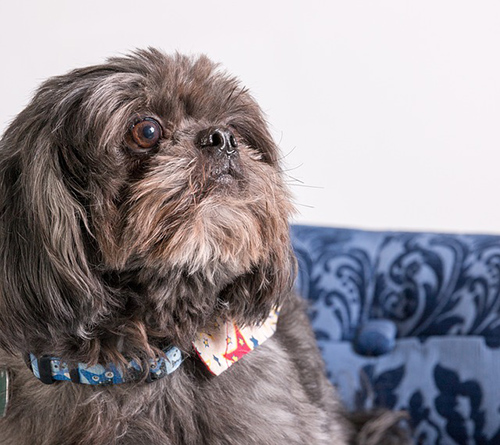 Shih Tzu charm